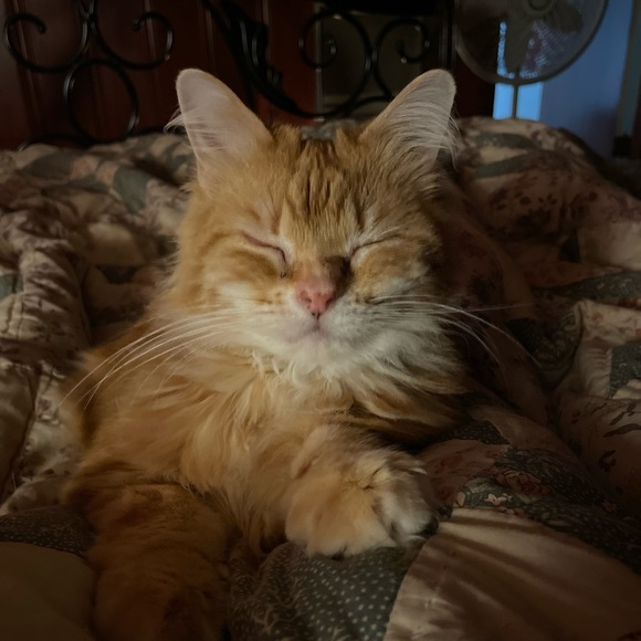 Meet your Posher, Jenny and Andrew - Picture 8 of 11